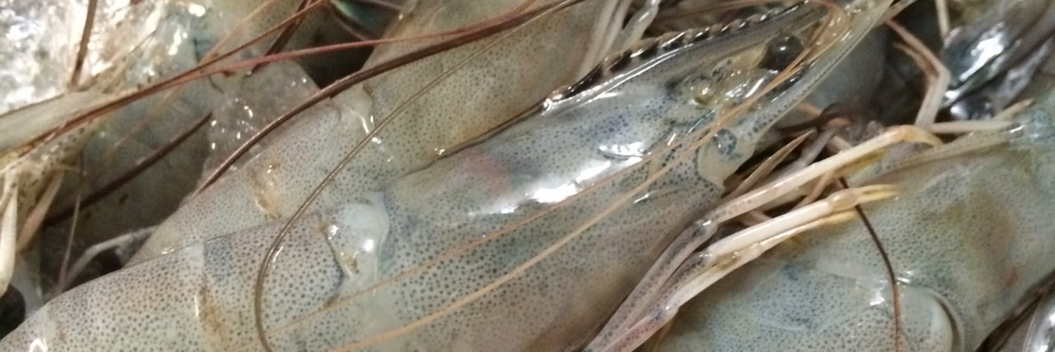 Alex Perry banner