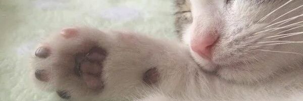 sendyiing's profile banner image