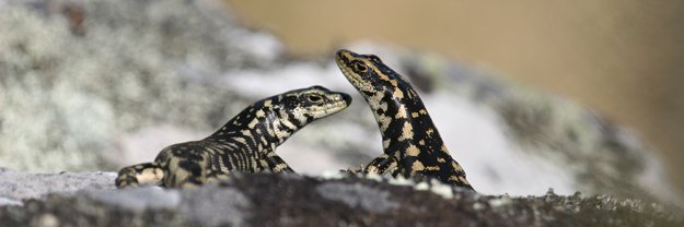 amalanthopi's profile banner image