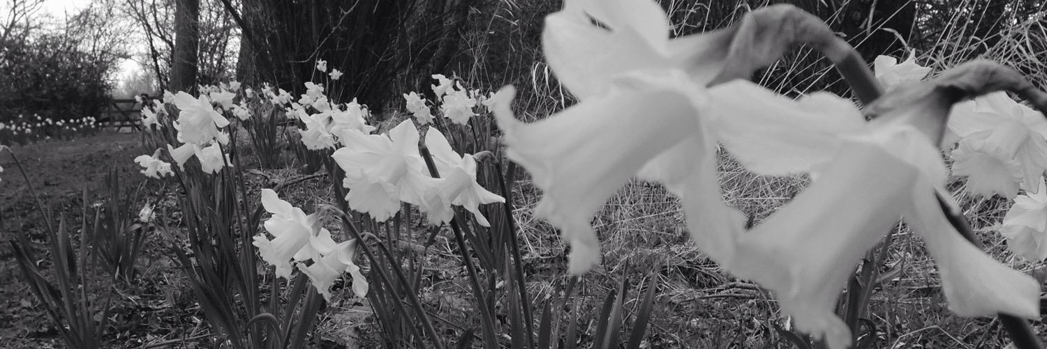 C1arrie's profile banner image