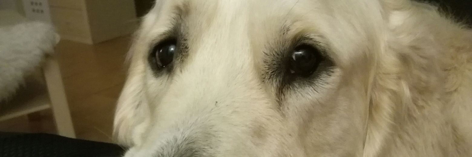 Jess banner