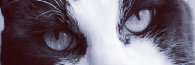 pippasibbald's profile banner image