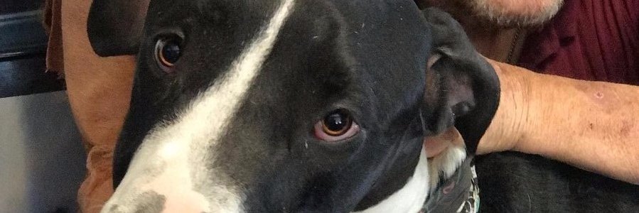 agolfwhiz's profile banner image