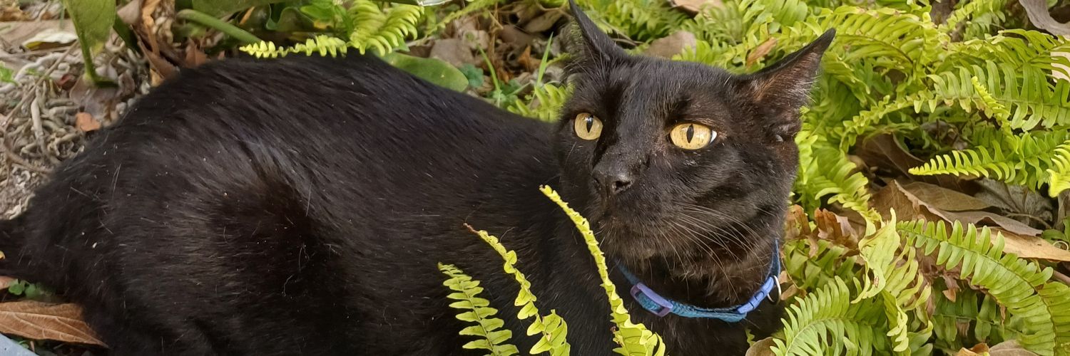 MaribelWho's profile banner image