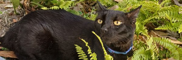 MaribelWho Profile Banner