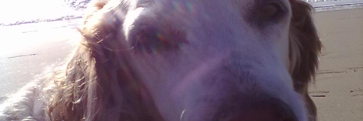 caniegattionlin's profile banner image
