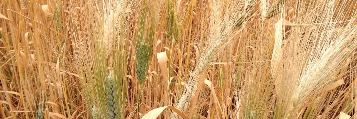 FoodyClearBread's profile banner image
