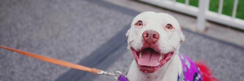 Bend Spay+Neuter banner