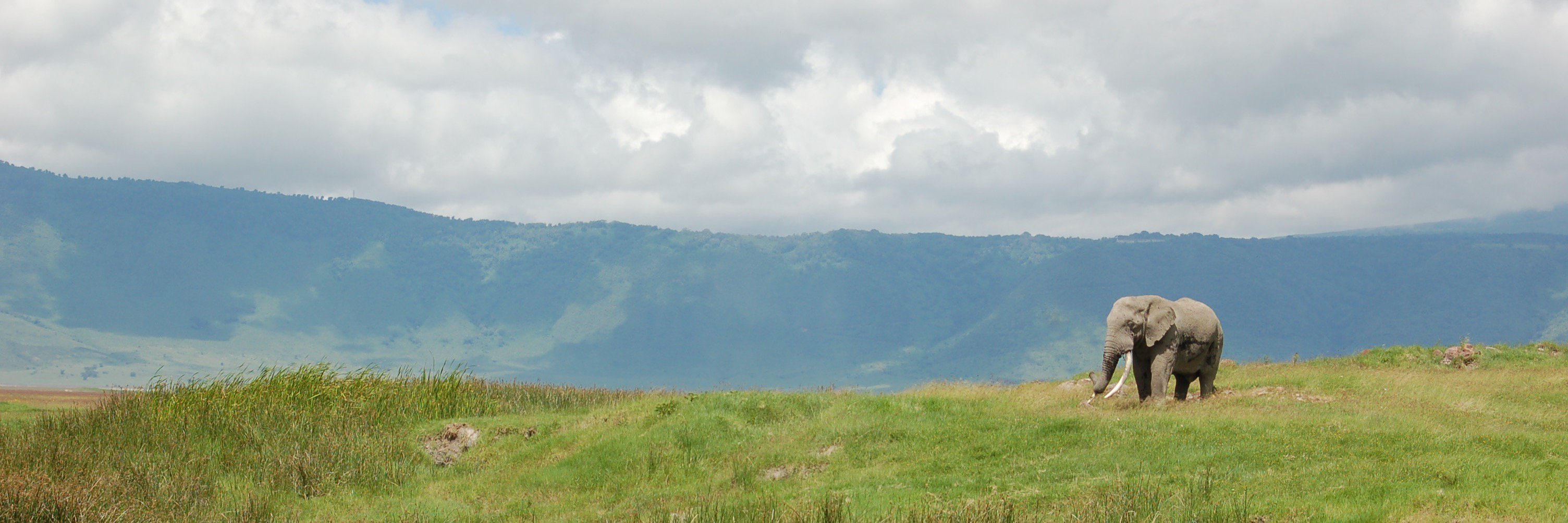 thewizardgrant's profile banner image