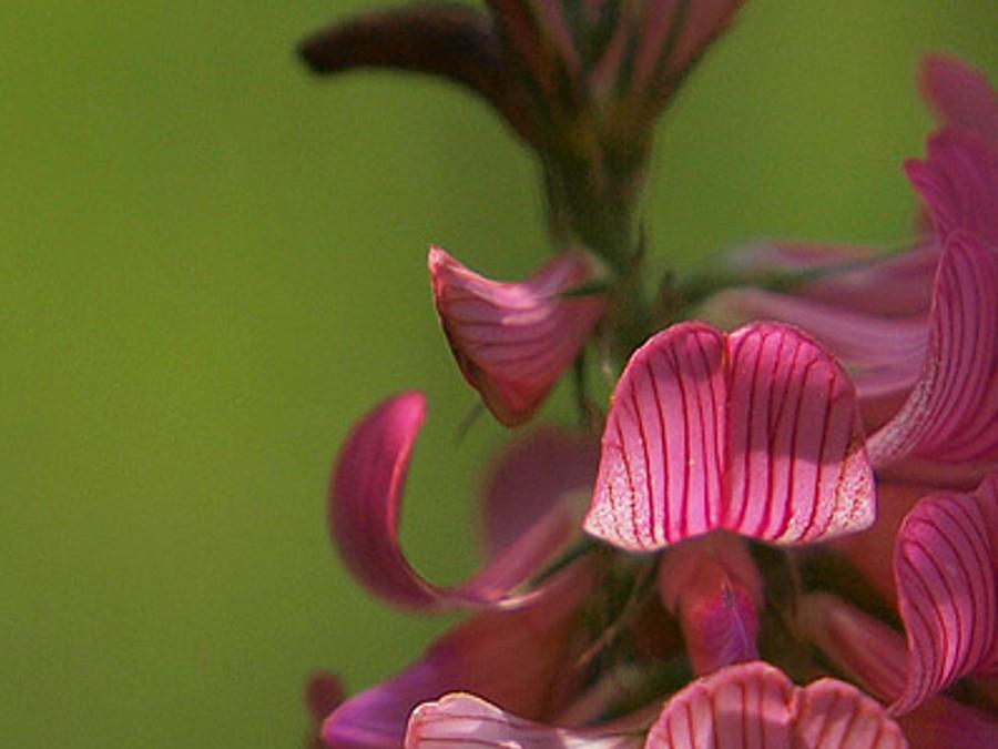 plaress's profile banner image