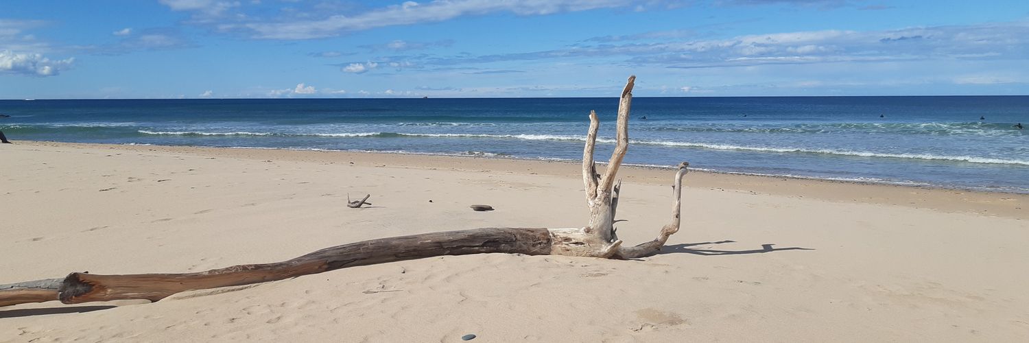 MsUnderstood🐸🦀🦄🐨🦉🏝 banner