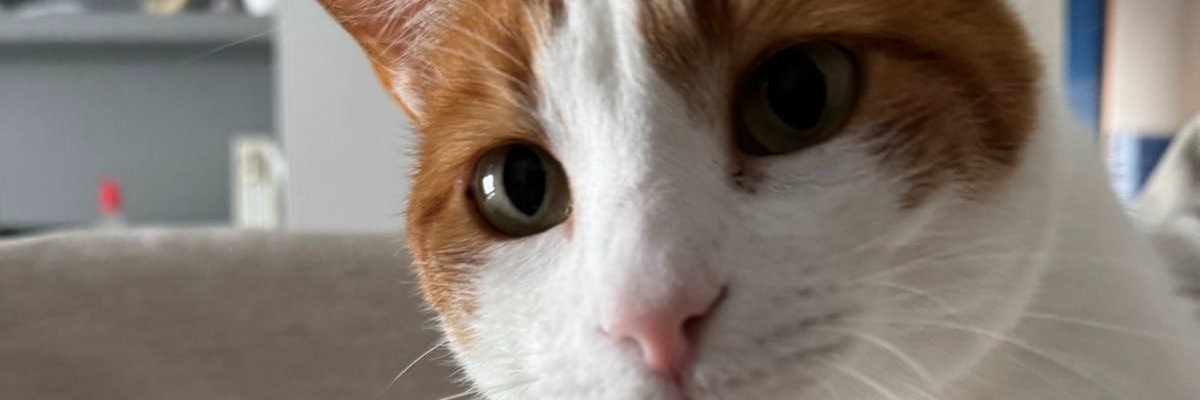 Νεωτερισμοί Τάκης's banner