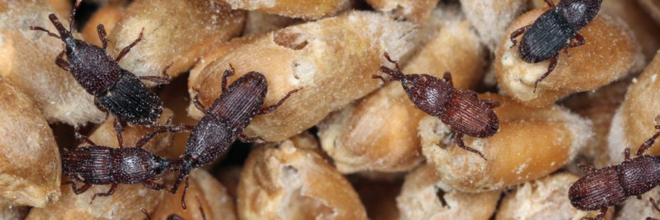 Oliver S. (Extrasense CEO) banner