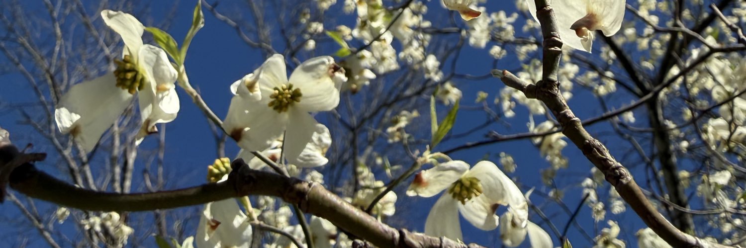 Amy 🌱✨🌸 banner