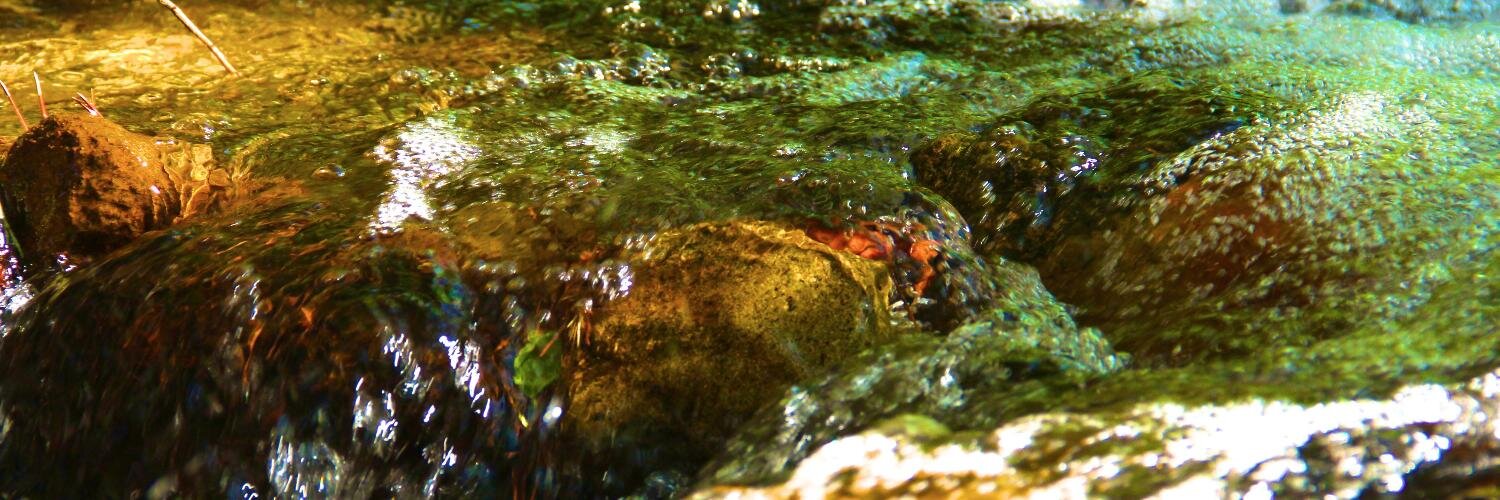 Cianna Stewart ☮️🌻 (she/they) banner