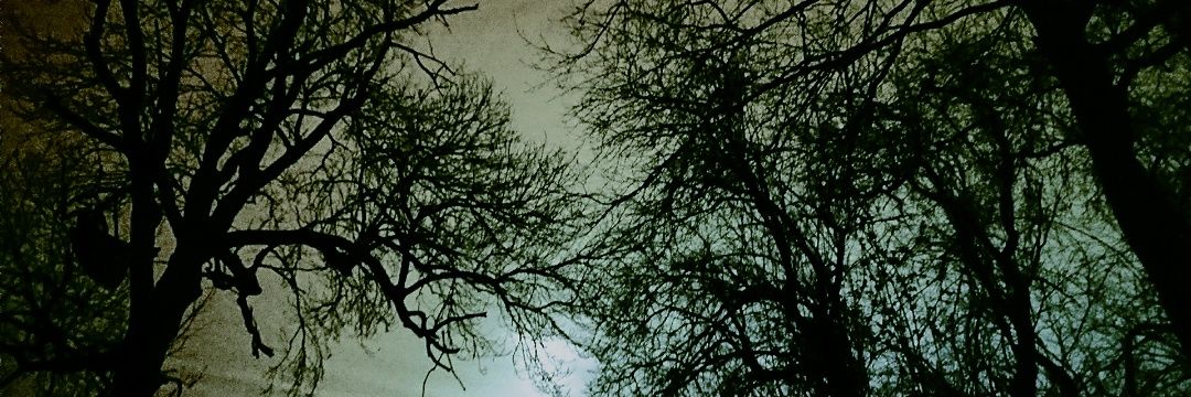 letmpl's profile banner image