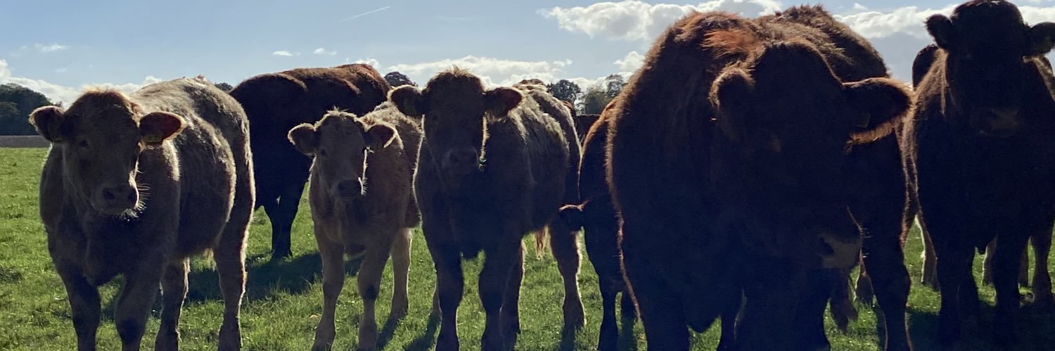 Clare Fulloway 🇺🇦 banner