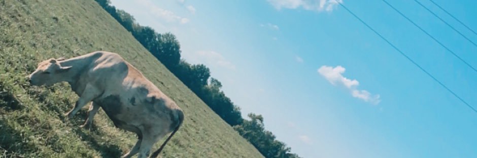 keely_shayee's profile banner image