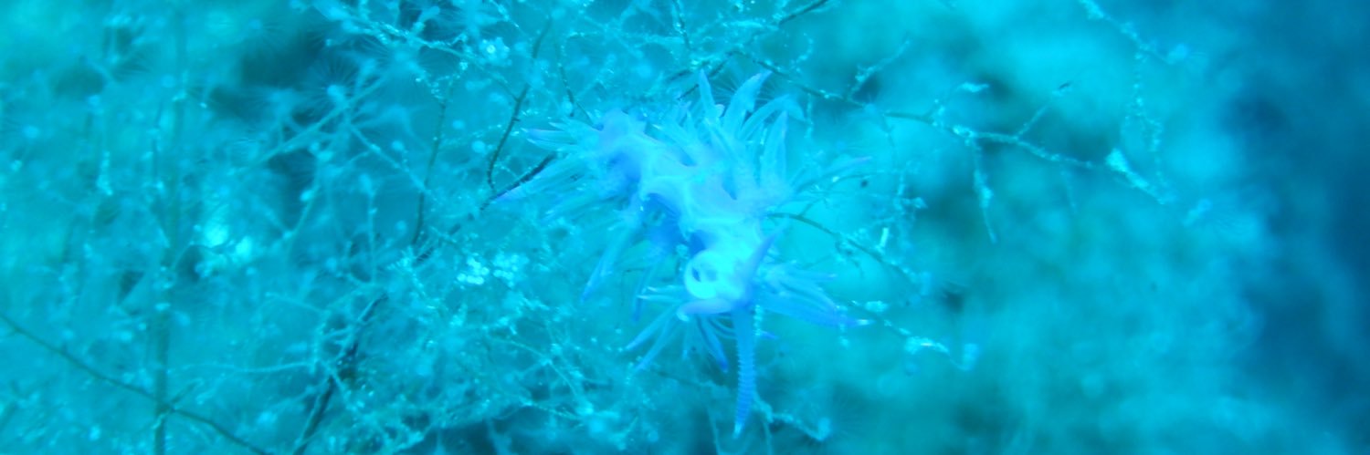 Matilde Perrino banner