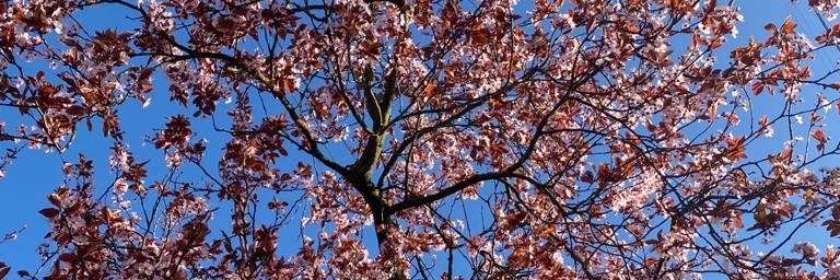 Renee Barrett (She/Her) banner