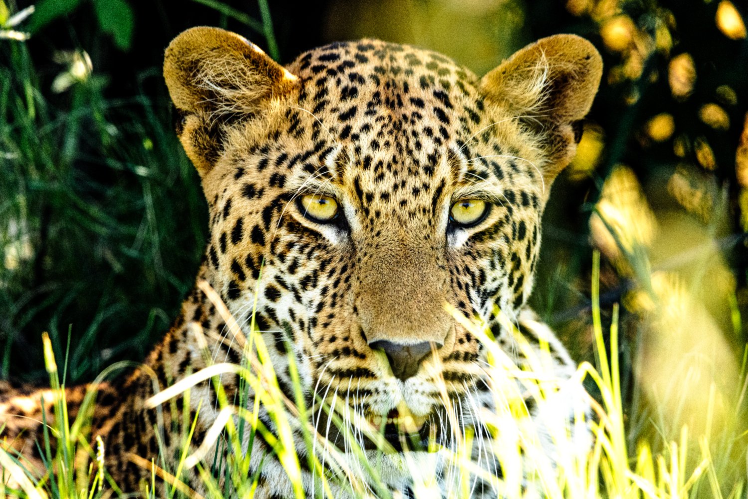 Heidarsson's profile banner image