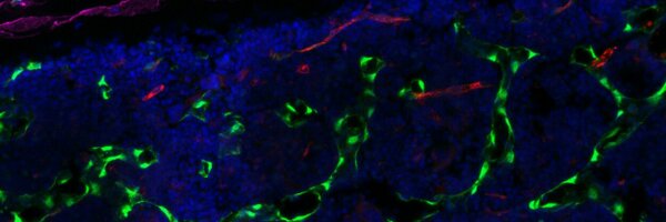 JMBstemcell Profile Banner