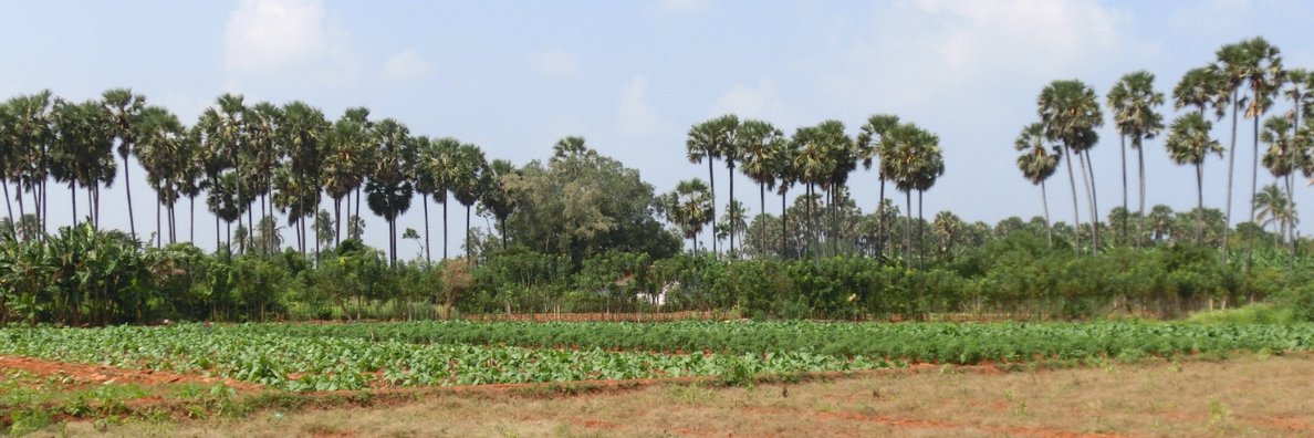 TropicalAgri's profile banner image