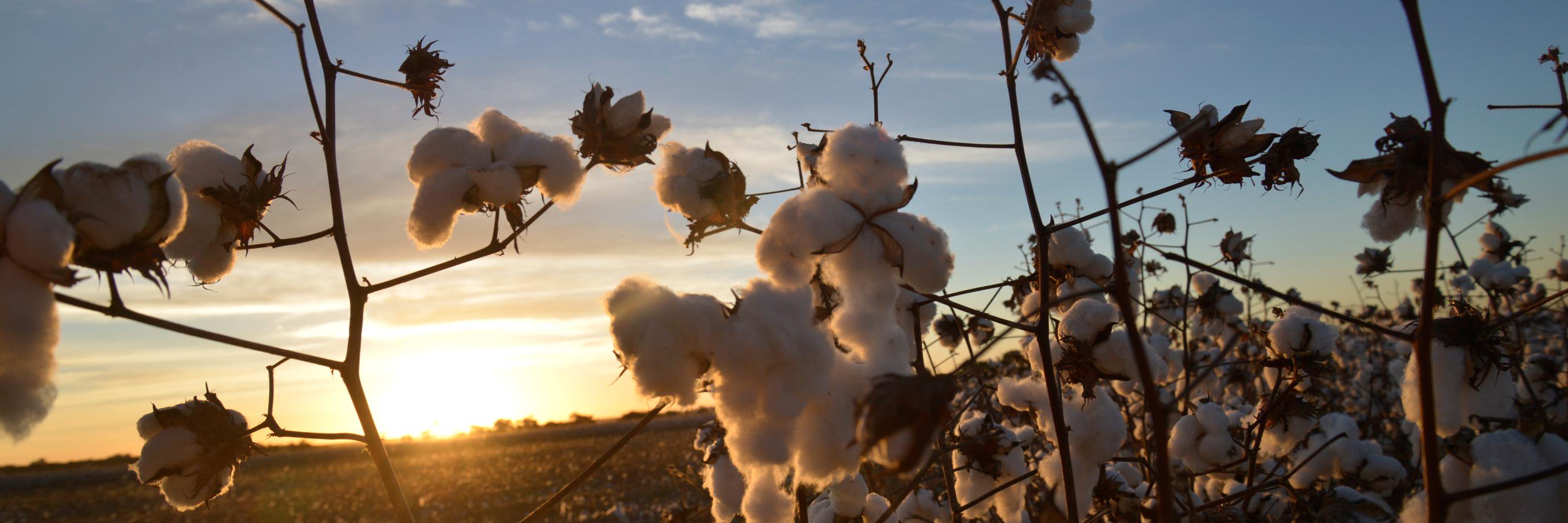 AGOPA Algodão banner