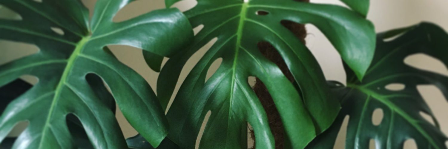sweetescapexx's profile banner image