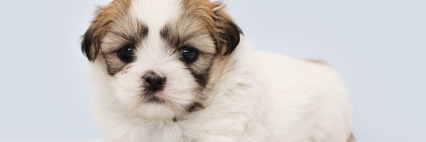 gsan1101's profile banner image