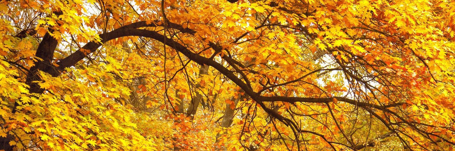 aspeninsagent's profile banner image