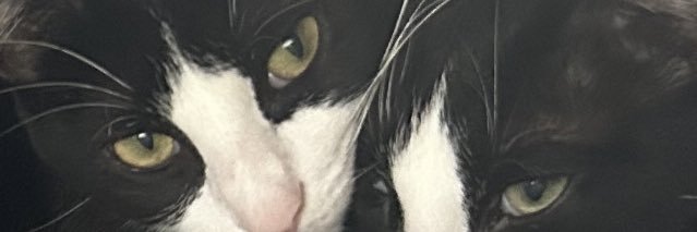 studmonkey3's profile banner image