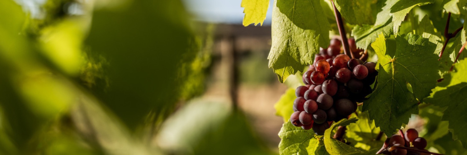 The Storm Cellar | Winery banner