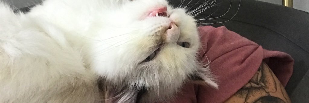 Annie Bone / AG banner