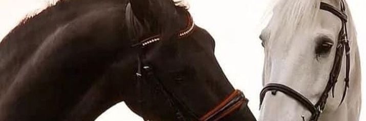 No Te Conozco Pero Me Importas... banner