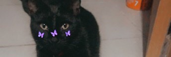 joselinktt's profile banner image