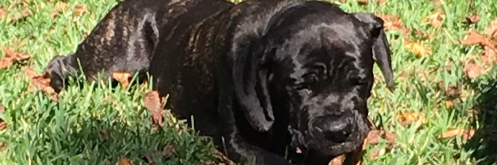 365DaysOfDew's profile banner image