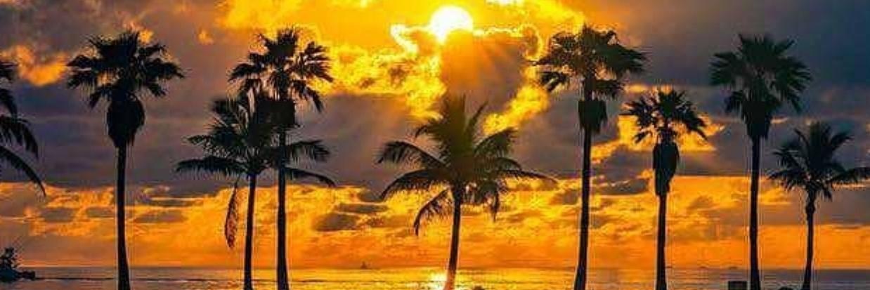 Kat🌴 banner