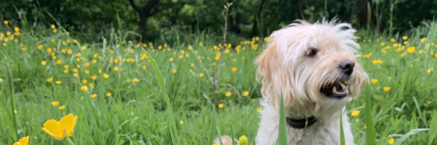 suzannefriend's profile banner image