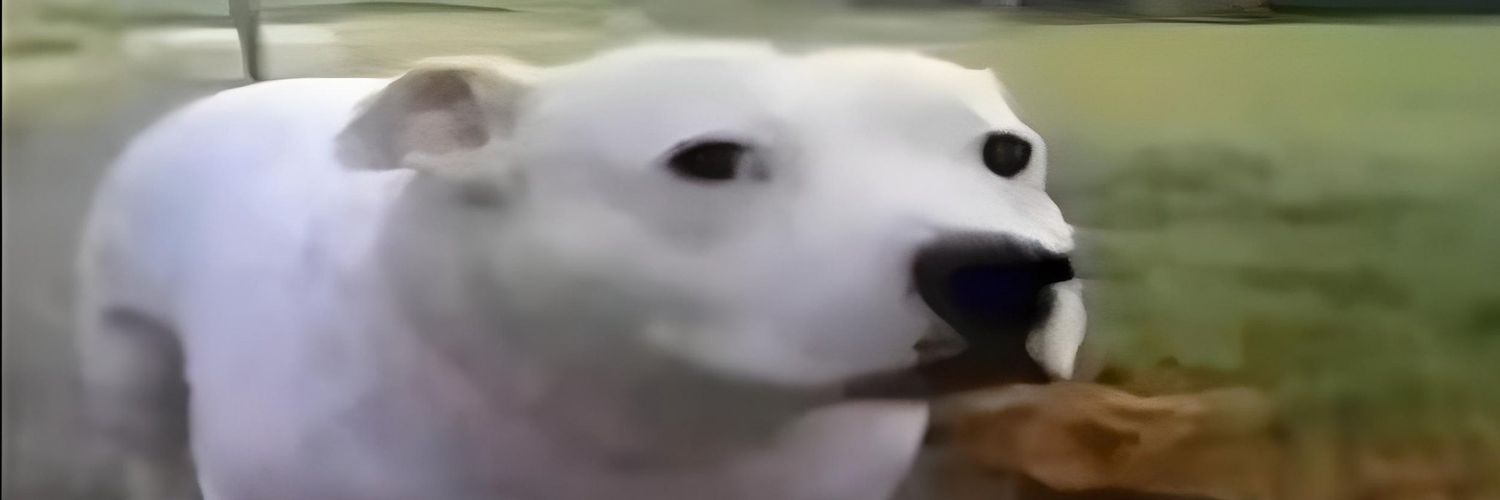 B. banner