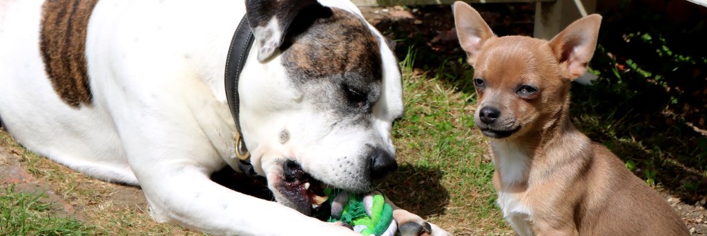 yourdogs's profile banner image