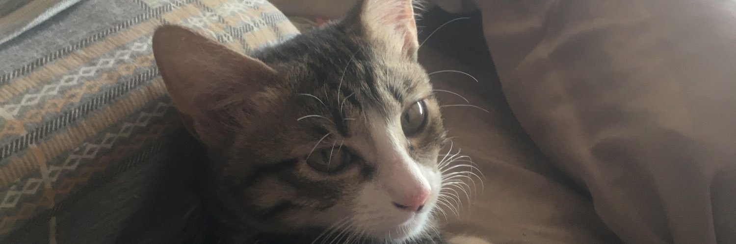 pugpet1's profile banner image