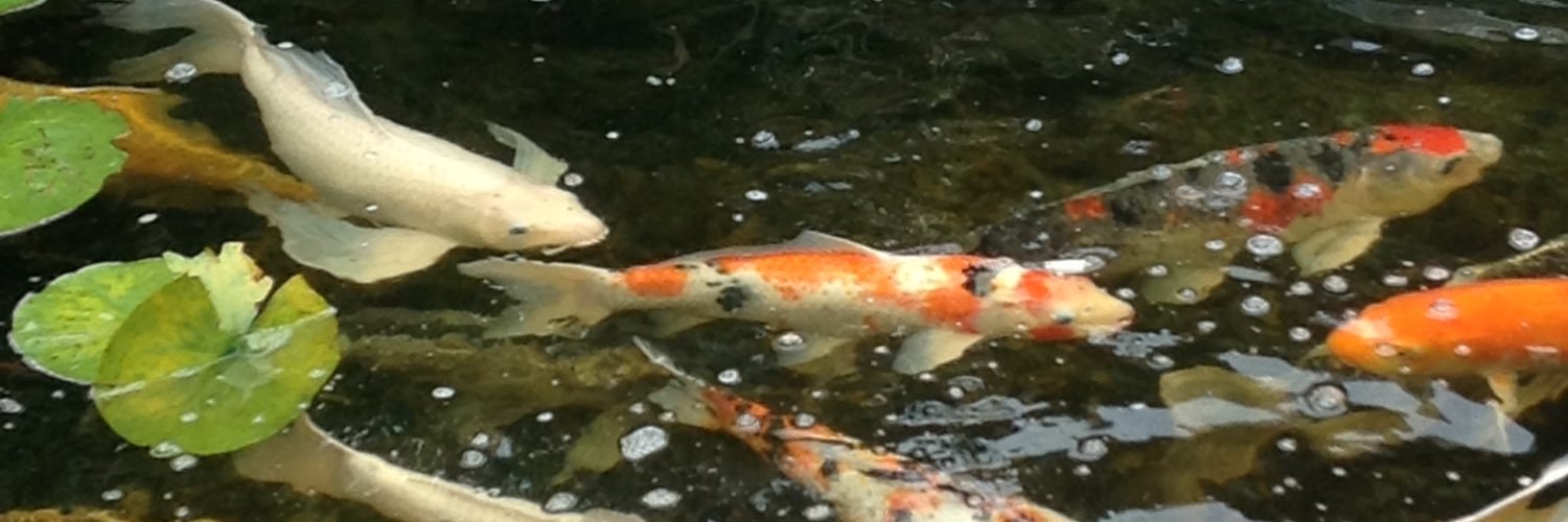 clownfishx's profile banner image