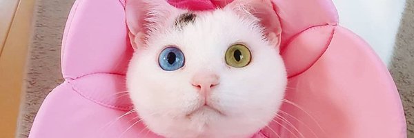 chaky_chakima Profile Banner