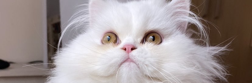 Danielamj__'s profile banner image