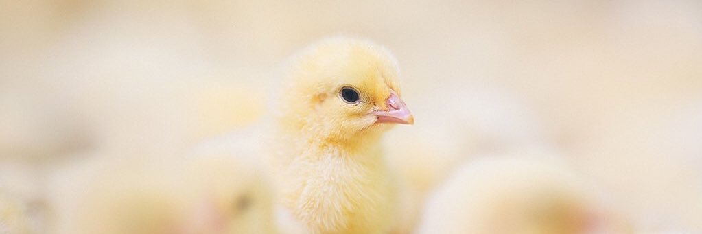 Animalforce's profile banner image
