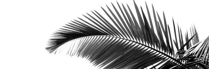 ZebraSwimwear's profile banner image