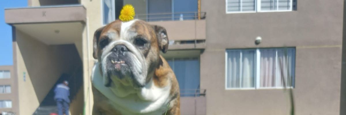Conita T. Abello banner