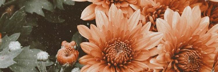 mcflurryoref's profile banner image