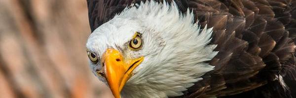 marenez's profile banner image